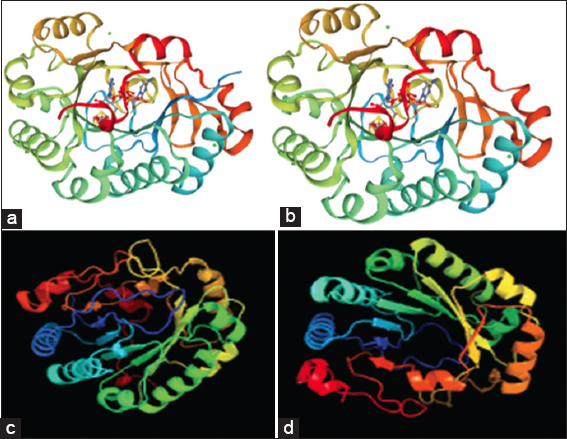 Best predicted models for SWISS-MODEL (a and b) and Phyre2 (c and d)