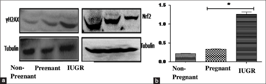 (a) Western blot analysis of DNA damage (H2AX) and Nrf2. (b) Myeloperoxidase activity. The data represent mean ± SD *P < 0.05, which indicates a significant difference from the corresponding control