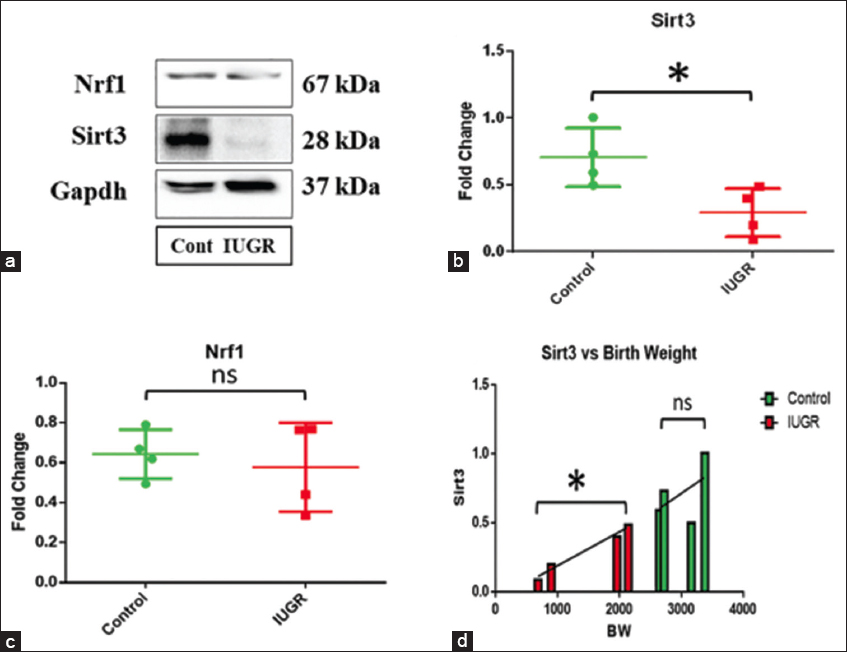 (a) Western blot analysis of Sirt3, Nrf1, and Gapdh as endogenous control. (b) A significant decrease in Sirtuin-3 (Sirt3) protein expression was observed in the intrauterine growth restriction (IUGR) villus (P = 0.027). (c) No significant change in Nrf1 expression was found in IUGR. (d) A significant positive correlation of Sirt3 expression with birth weight was observed in IUGR (P = 0.013), but no significant correlation was established in controls (0.509)