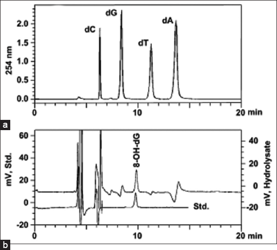 Ultraviolet and electrochemical chromatograms of a DNA hydrolysate. The nucleosides deoxycytosine (6.22 min), deoxyguanosine (8.34 min), deoxythymidine (11.24 min), and deoxyadenosine (13.66 min) were monitored at 254 nm. (a) 8-hydroxy-20-deoxyguanosine (8-OH-dG) (9.87 min) using electrochemical detection. (b) during the same chromatographic run. Included is a chromatogram with 2 pmol of the 8-OH-dG standard (std: 9.78 min) dissolved in 20 μL of distilled water.