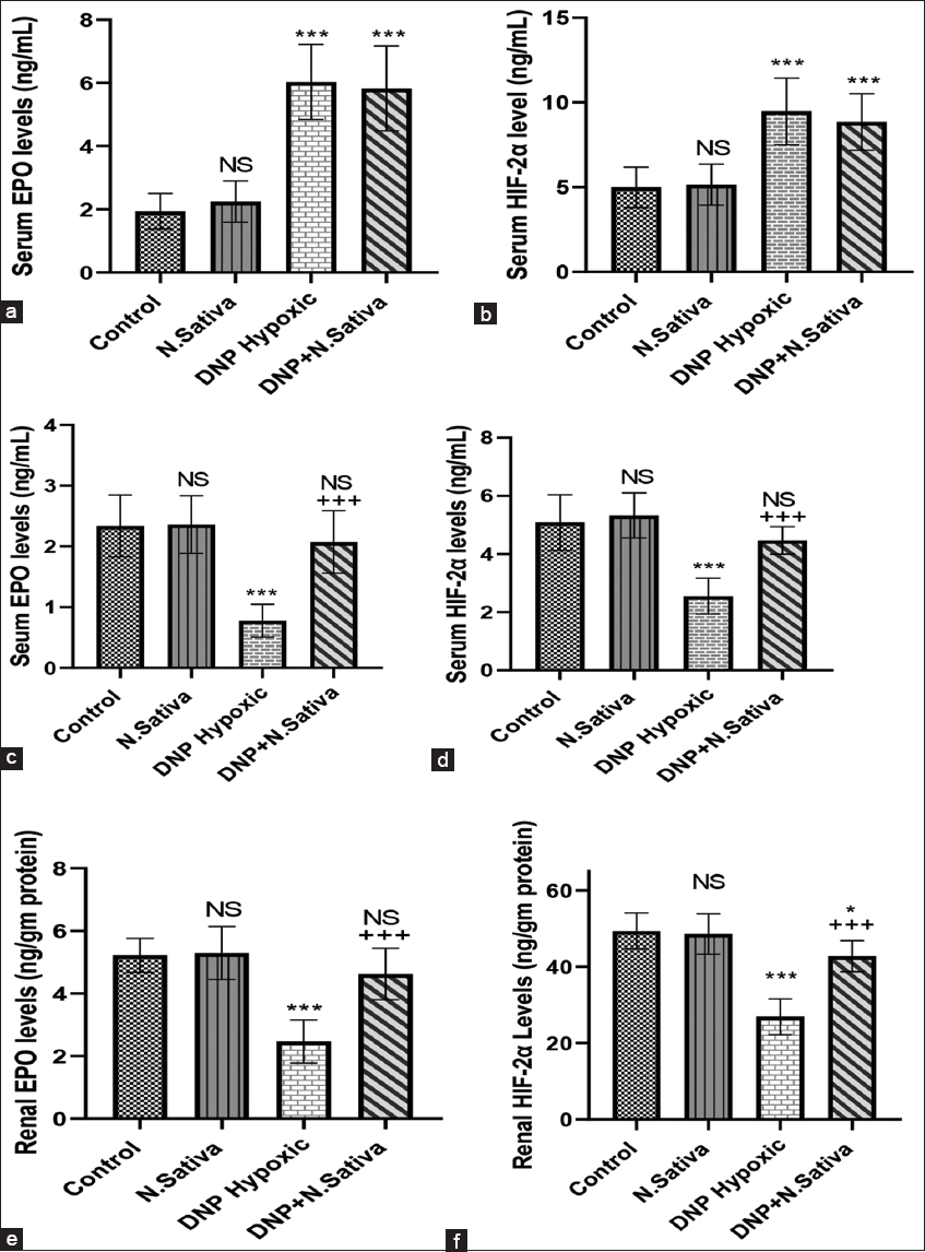 (a-f) Serum levels of erythropoietin (EPO) hormone (a) and hypoxia-inducible factor-2α (HIF-2α) (b) 48 h of the experiment. Serum EPO hormone (c) and HIF-2α (d), renal EPO (e), and HIF-2α (f) at the end of the experiment (day 30). NS: Non-significant versus control. *: P<0.05, ***: P<0.001 versus control and Nigella sativa and + + +: P<0.001 versus dinitrophenol hypoxic group. Data are means ± standard deviation. 10 animals in each group