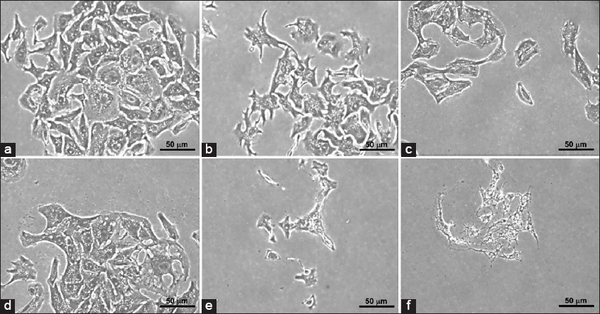 Clonogenic morphology of breast carcinoma MCF-7 cells using 3000 cells/well. (a) Control; (b) MCF-7 cells treated with 1.15 μM doxorubicin (DOX); (c) MCF-7 cells treated with 1.15 μM DOX and 160 μM avenanthramide C (AVC); (d) MCF-7 cells treated with 2.5 μM DOX; (e) MCF-7 cells treated with 2.5 μM DOX and 160 μM AVC; and (f) MCF-7 cells treated with 160 μM AVC