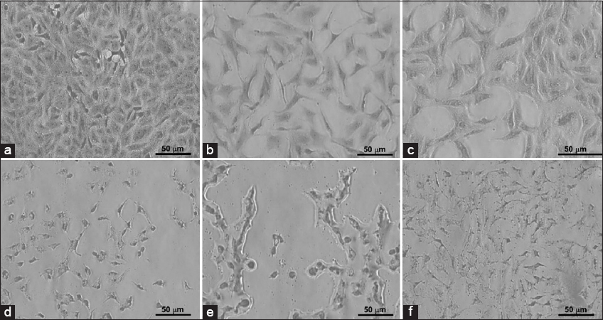 Clonogenic morphology of breast carcinoma MCF-7 cells cultivated with 2.5 × 105 cells/well in a 6-well plate. (a) Control; (b) MCF-7 treated with 1.15 μM doxorubicin (DOX); (c) MCF-7 cells treated with 1.15 μM DOX and 160 μM avenanthramide C (AVC); (d) MCF-7 cells treated with 2.5 μM DOX; (e) MCF-7 cells treated with 2.5 μM DOX and 160 AVC; and (f) MCF-7 cells treated with 160 μM AVC