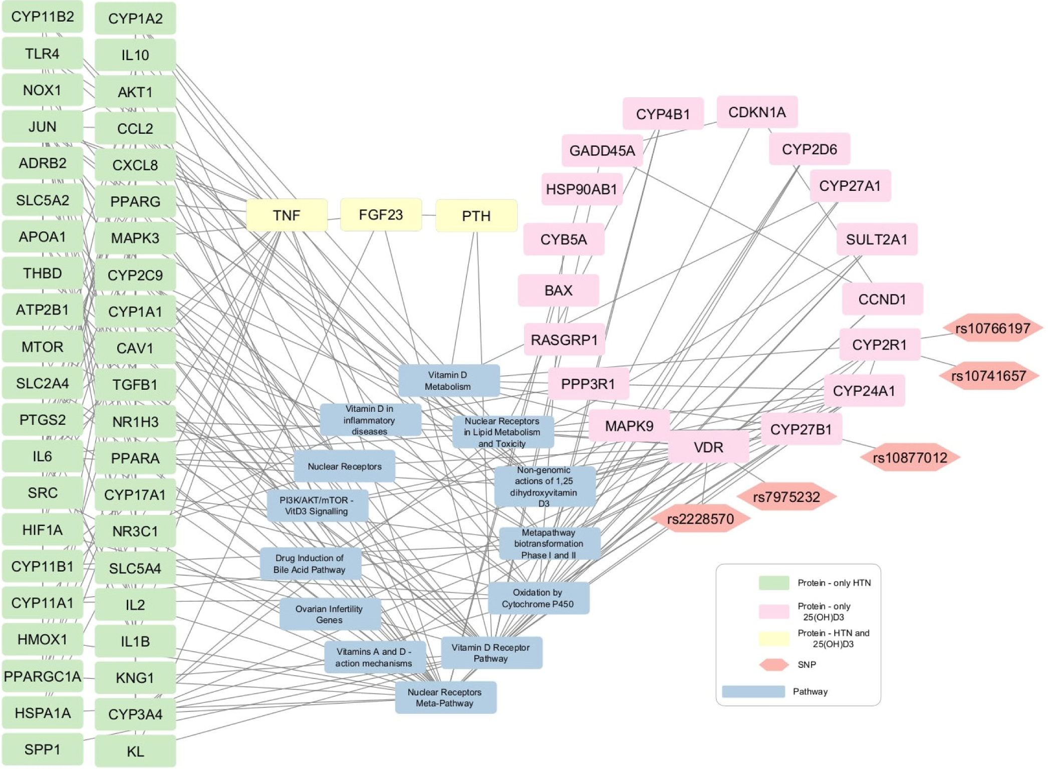 25-hydroxyvitamin D3 (25(OH)D3)-Hypertension network contains 42 protein nodes that are associated with hypertension (green rectangular shapes), 17 protein nodes are related with 25(OH)D3 (pink rectangular shapes), and three nodes are commonly linked to both hypertension and 25(OH)2D3 (yellow rectangular shapes). The gray rectangles show pathways and the orange hexagons represent the SNPs.