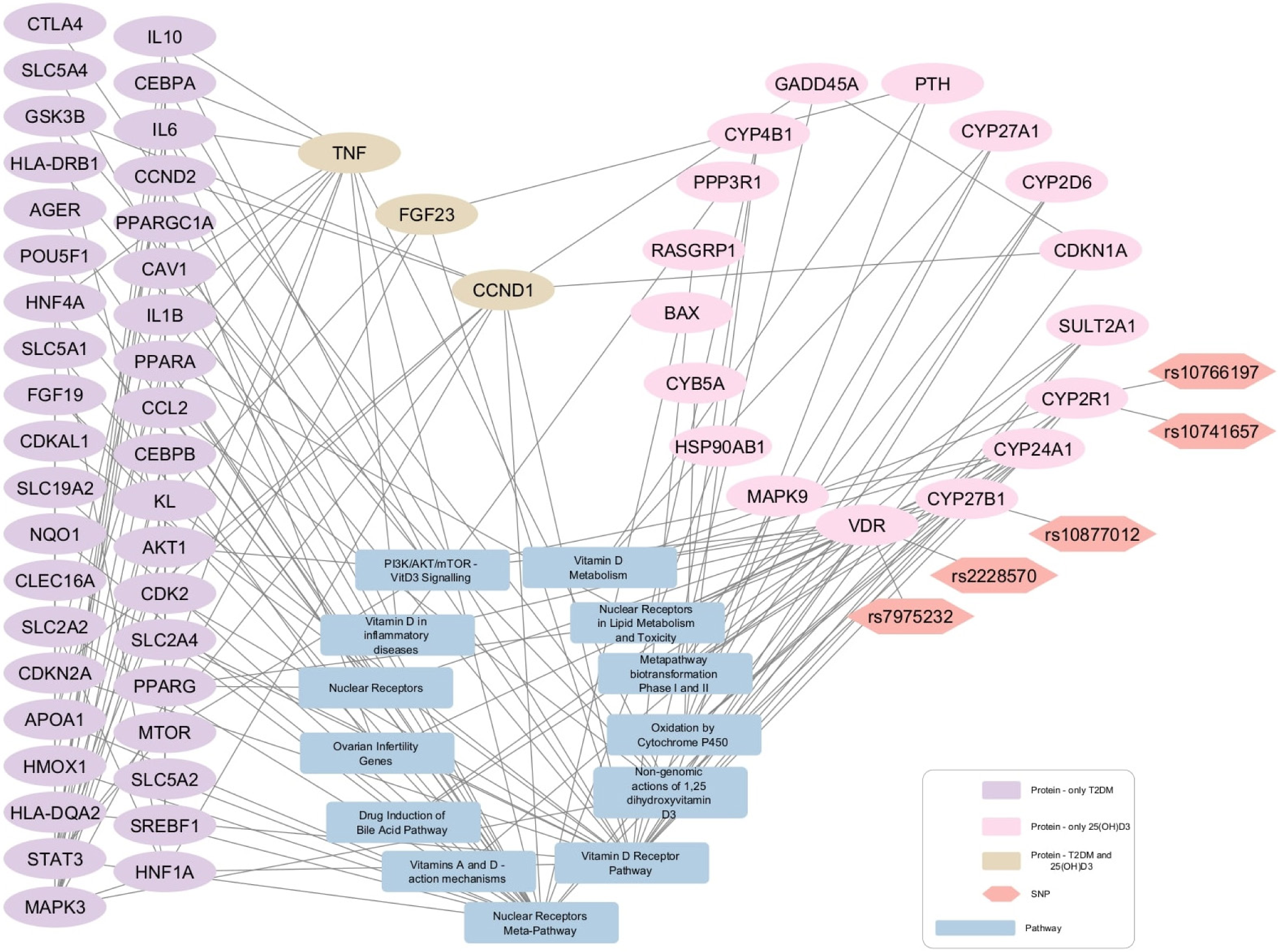 Protein-pathway interaction network for diabetes mellitus and 25-hydroxyvitamin D3 (25(OH)D3). 25(OH)D3-Diabetes network 39 protein nodes are associated with diabetes (purple elliptical shapes), 17 protein nodes are related with 25(OH)D3 (pink elliptical shapes), and three nodes are commonly linked to both diabetes and 25(OH)D3 (Beige elliptical shapes). The gray rectangles show pathways and the orange hexagons represent the SNPs.