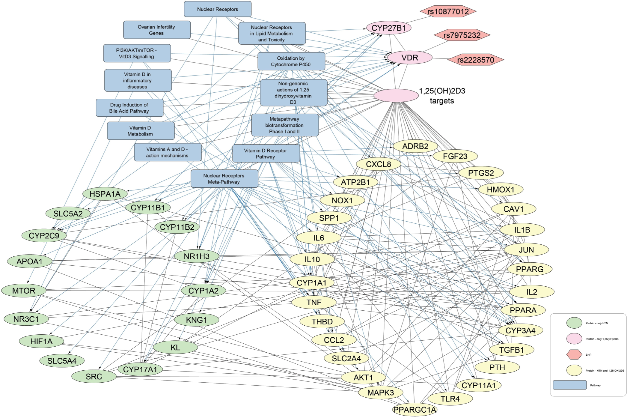Protein-pathway interaction network for hypertension and 1,25-dihydroxyvitamin D3 (1,25(OH)2D3). In this network of 1,25(OH)2D3-Hypertension, 16 protein nodes are associated with hypertension (green elliptical shapes), two protein nodes are related with 1,25(OH)2D3 (pink elliptical shapes), and 29 nodes are commonly linked to both hypertension and 1,25(OH)2D3 (yellow elliptical shapes). The gray rectangles show pathways and the orange hexagons represent the SNPs.
