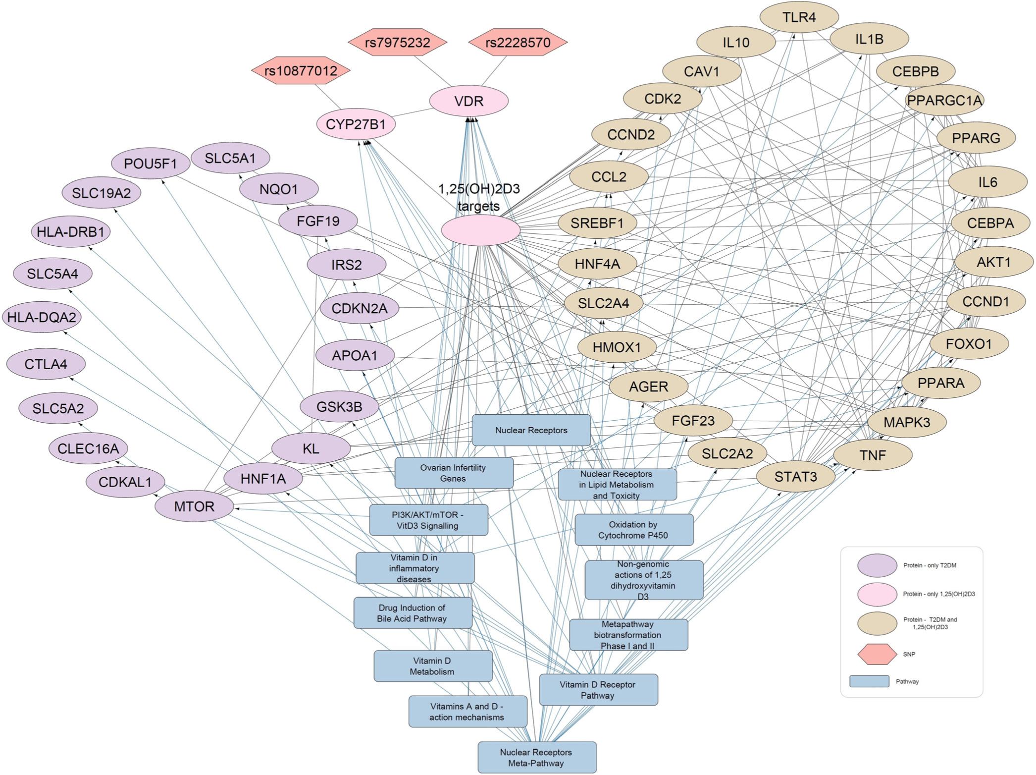 Protein-pathway interaction network for diabetes mellitus and 1,25-dihydroxyvitamin D3 (1,25(OH)2D3). In the network of 1,25(OH)2D3-Diabetes, 26 proteins (Beige elliptical shapes) are commonly interacted with both 1,25(OH)2D3 and diabetes mellitus. The gray rectangles show pathways and the orange hexagons represent the SNPs.