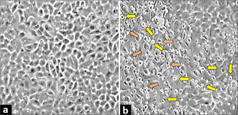Quercetin treatment induced morphological changes in human cervix epithelioid carcinoma cells. Morphology of (a) untreated control cells and (b) cells treated with half-maximal inhibitory concentration of quercetin. The cells exhibited morphological changes, such as a round shape (yellow arrows), and forming apoptotic bodies (orange arrows), which is a sign of cell death. These changes were observed at ×400 magnification under a light microscope.