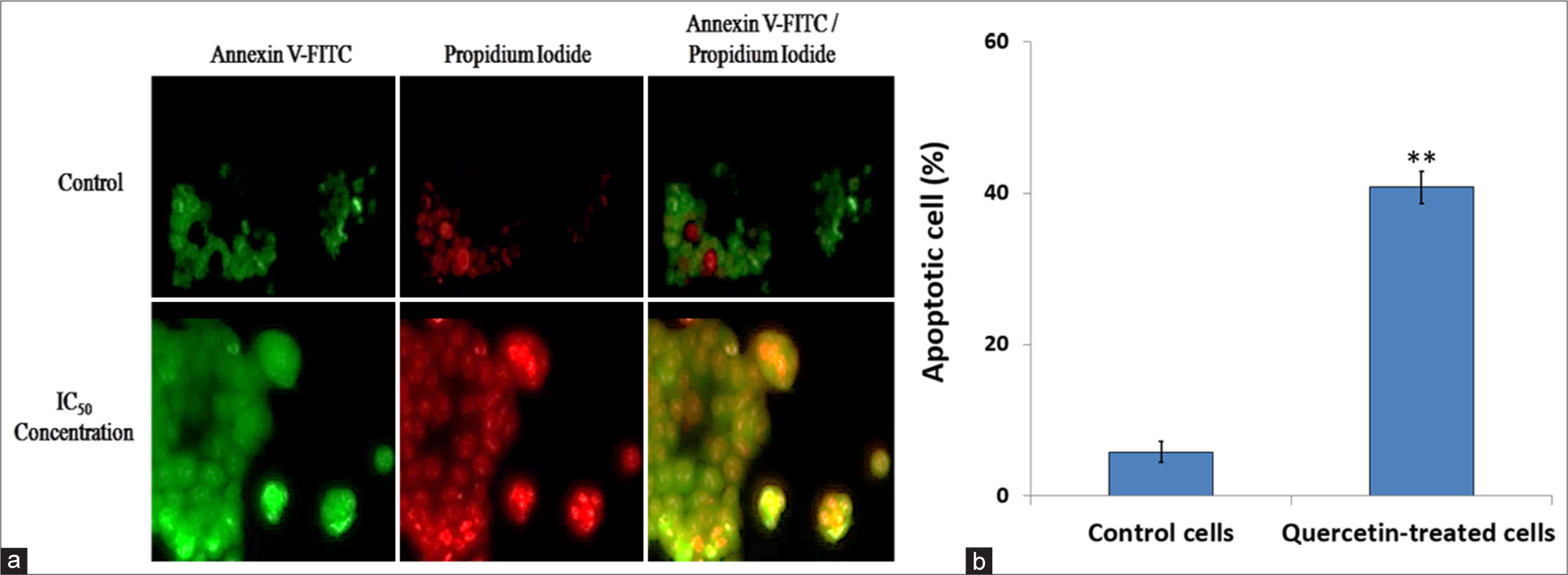 Apoptosis was evaluated through staining with Annexin-V fluorescein isothiocyanate (FITC) and propidium iodide. (a) The images show apoptotic cells (green), necrotic cells (red), and late apoptosis stages (merged) in human cervix epithelioid carcinoma (HeLa) cells treated with quercetin at the 48-h half-maximal inhibitory concentration (IC50), compared to untreated control cells. When statistically analyzed, (b) quercetin-treated HeLa cells demonstrated a significantly higher apoptosis rate than control HeLa cells. ** indicate significance at P < 0.001 relative to control.