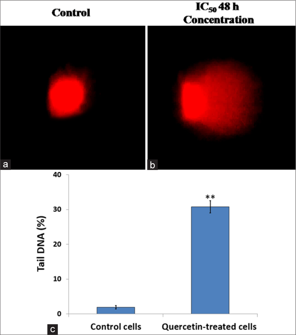 DNA damage was assessed using the comet assay. (a) Control human cervix epithelioid carcinoma (HeLa) cells and (b) HeLa cells treated with quercetin at the half-maximal inhibitory concentration (IC50) for 48 h were examined. (c) Compared to untreated HeLa cells, a quantitative analysis of comet assay results showed a quercetin-induced increase in DNA damage. ** indicate significance at P < 0.001 relative to control.