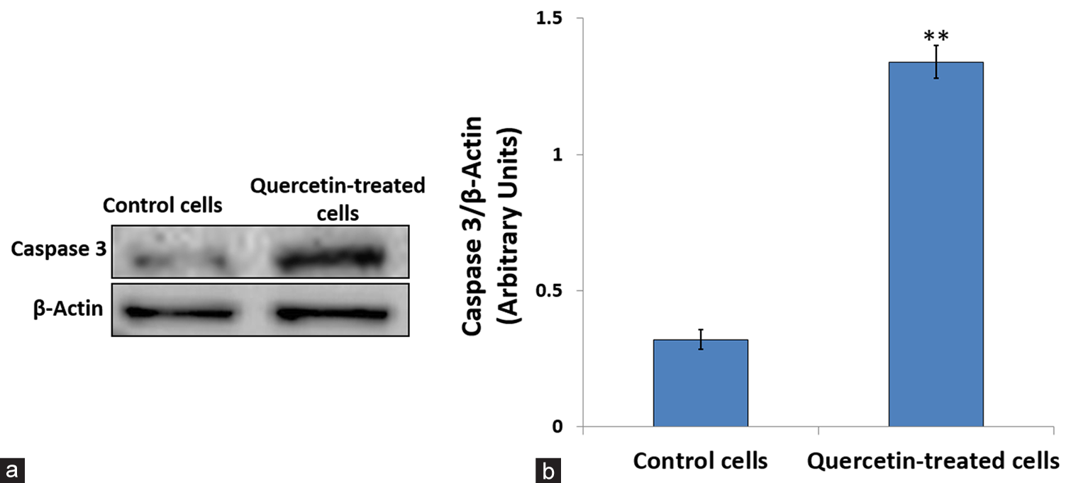 Effect of 48 h of quercetin treatment on caspase-3 expression. (a) Western blot bands showing caspase-3 protein levels in untreated and quercetin-treated human cervix epithelioid carcinoma cells. (b) The caspase 3 expression level was quantified by comparing it to β-Actin, an internal control. ** Indicate significance at P < 0.001 relative to control.
